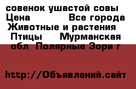 совенок ушастой совы › Цена ­ 5 000 - Все города Животные и растения » Птицы   . Мурманская обл.,Полярные Зори г.